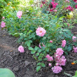 Троянда мініатюрна Зе Фейрі (The Fairy)