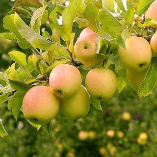 Яблуня Голден Гібсон Смуті [1-річна з відкритим коренем]