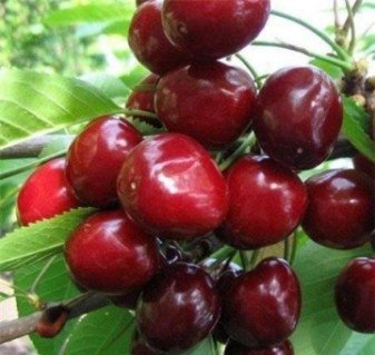 Черешня Етика [2-річна з відкритим коренем]