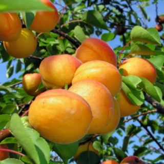 Абрикос Цегледи Бібер [2-річний з відкритим коренем]