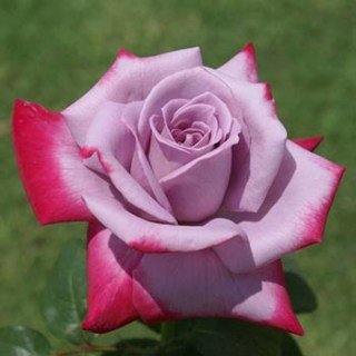 Троянда Парадайз