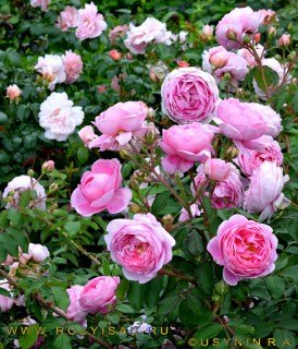 Троянда англійська Алан Тічмарш (Alan Titchmarsh) [контейнер 2л.]