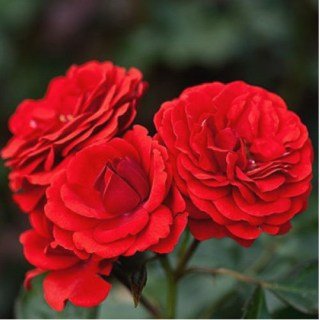 Троянда флорибунда Кордула