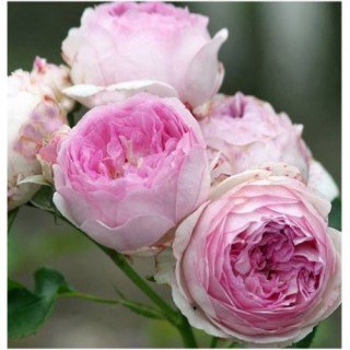 Троянда флорібунда Везалиус (Vesalius)