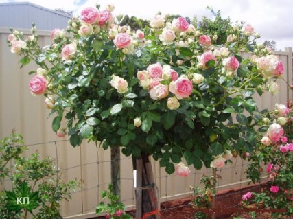 Троянда на штамбі Пьер де Ронсар (Pierre de Ronsard)