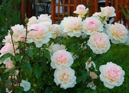 Троянда Чандос бьюти (Chandos beauty)