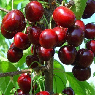 Черешня Донецька красуня [2-річна з відкритим коренем]