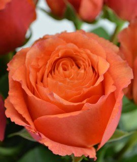 Троянда Хай Інтенс (High Intenz)