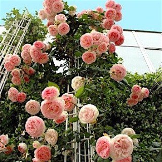 Троянда плетиста Пьер де Ронсард (Pierre de Ronsard)