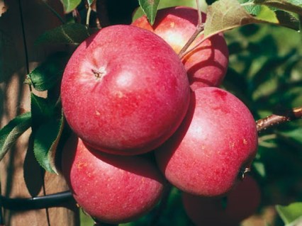 Яблуня Еліза [1-річна з відкритим коренем]