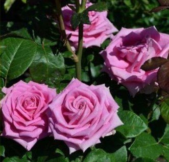 Троянда Аква