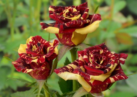 Троянда Фокус Покус  (Focus Pocus)