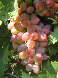 Виноград Алладін