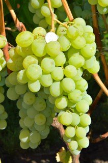 Виноград Антоній Великий