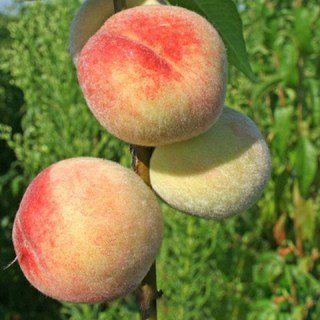 Персик Донецький білий [2-річний з відкритим коренем]