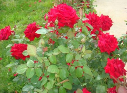 Троянда мініатюрна Торував