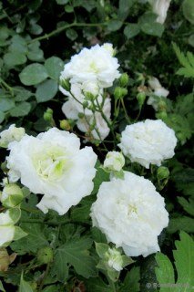 Троянда мініатюрна Деніс Кассаграйн (Denise Cassegrain)