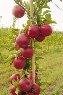 Яблуня колоновидна Джин [1-річна з відкритим коренем]