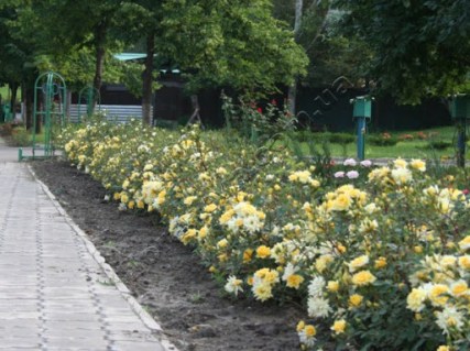 Троянда мініатюрна Райзен Шайн