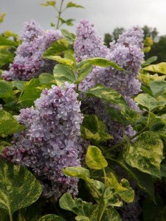 Сирень Аукубофолия (Aucubaefolia)