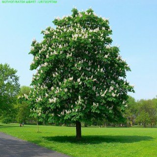 Каштан кінський [2-річний з відкритим коренем, 20см]