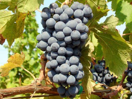 Виноград технічний винний синій Неро