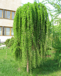 Модрина Кемпфера Стифф Віпер на штамбі [штамб від 100 до 150см, контейнер (big pack)]