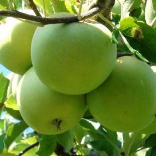 Яблуня Мутсу, Муцу (Mutsu) [1-річна з відкритим коренем]