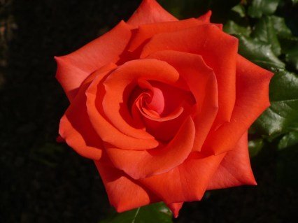 user2728_pic78562_1330800602