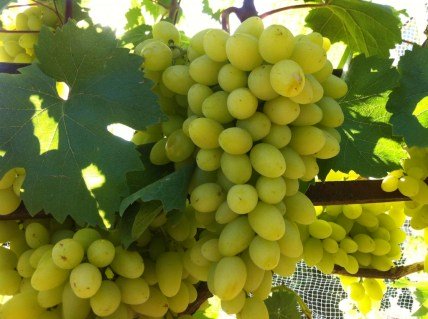 Виноград Біла Надія