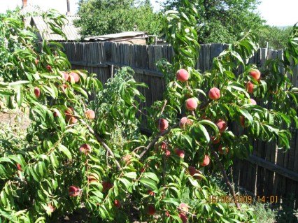 user7862_pic31187_1291302506