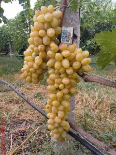 user958_pic25526_128378310823