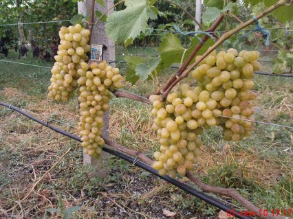 user958_pic25527_1283783108