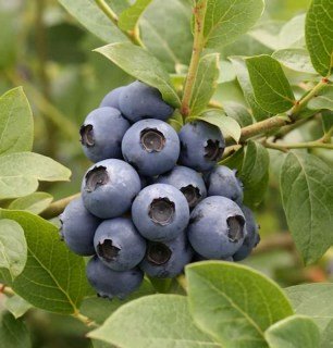 vaccinium-corymbosum-sierra_01