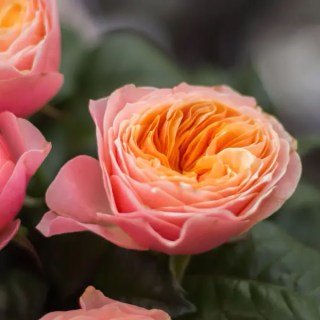 Роза Вувузела (Vuvuzela)