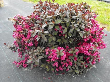 Вейгела квітуча Капучіно (Weigela florida Cappuccino)