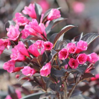 veigela-capuccino-02