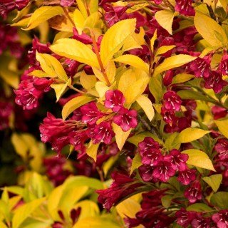 Вейгела Ауреа (Aurea)