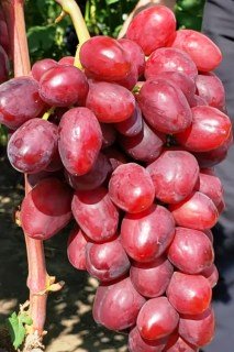 Виноград Велюр