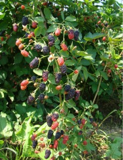 vetki-ezheviki-bzhezina