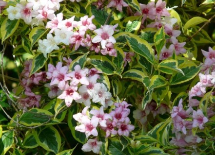 Вейгела Ряболиста (Nana Variegata)