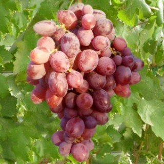 Виноград Граф Монте Кристо