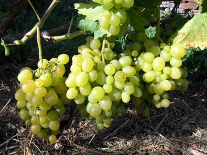 vinograd-Nadezhda-Aksayskaya-03