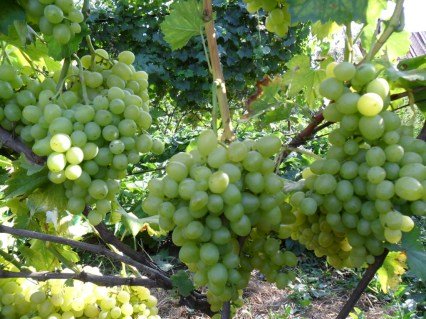 vinograd-Nadezhda-Aksayskaya-04