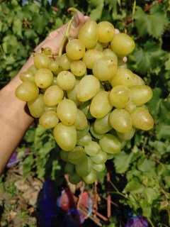 vinograd-Nadezhda-Aksayskaya-0624