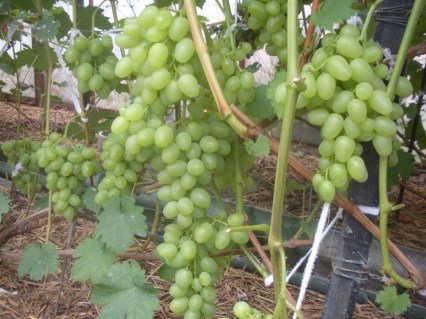 vinograd-Nadezhda-Aksayskaya