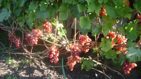 vinograd-gurman-ranniy-02