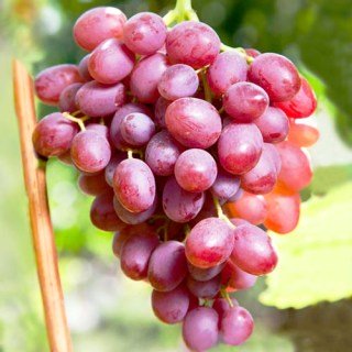 vinograd-gurman-ranniy