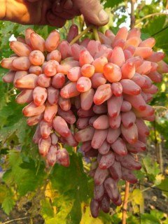 Виноград Оригінал