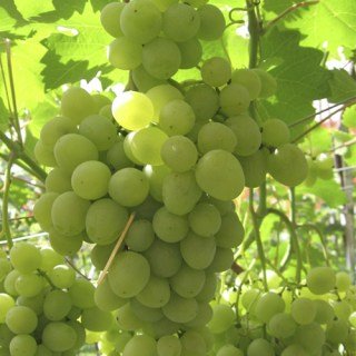 vinograd-super-ekstra-500x500